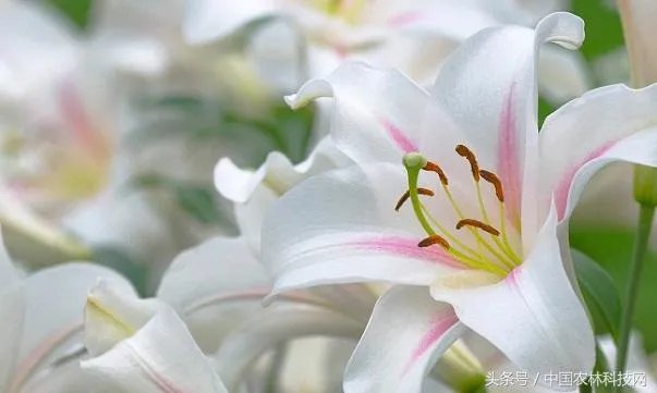 怎么种植百合花？