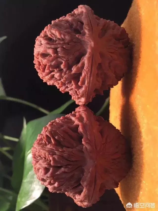 南疆石狮子头为什么那么贵，还那么受欢迎？