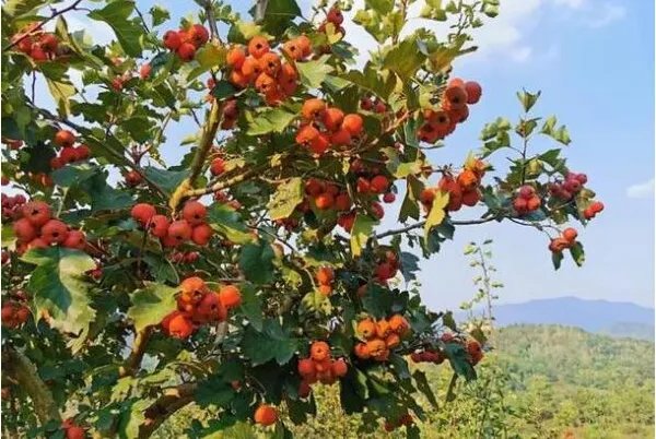 俄罗斯十大经典歌曲