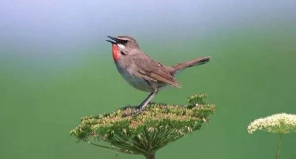 啼啭是什么意思?