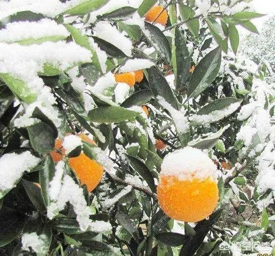 植物防冻剂属于什么类型的农药？