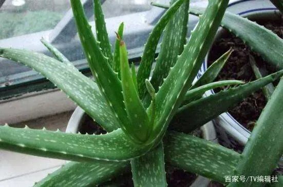 芦荟怎么浇水呢?