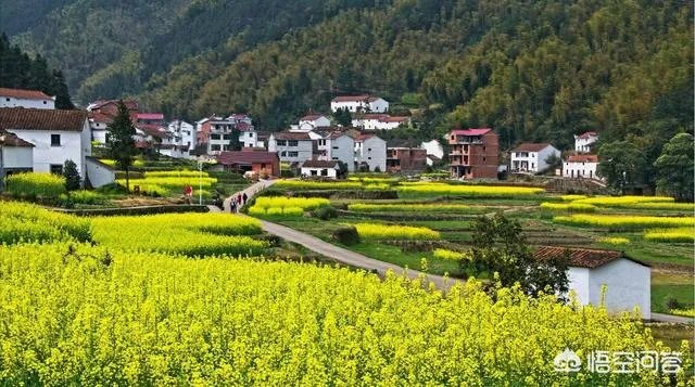 央视网评娱乐歪风