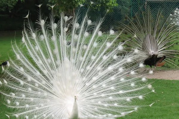 男子网购孔雀蛋却孵出鸭子，这背后的真相到底是什么？