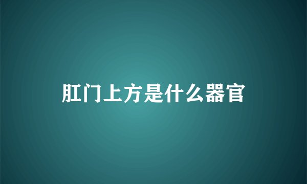 肛门上方是什么器官