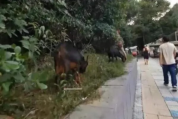 大妈闹市放羊啃食绿化带是怎么回事？