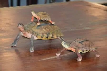 金钱龟吃什么？