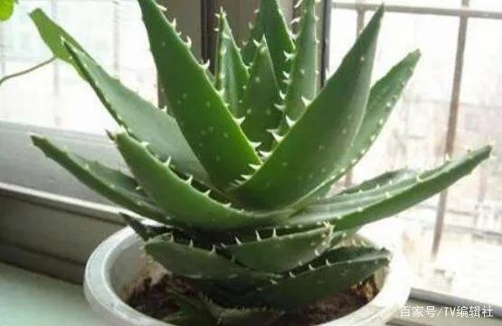 芦荟怎么浇水呢？