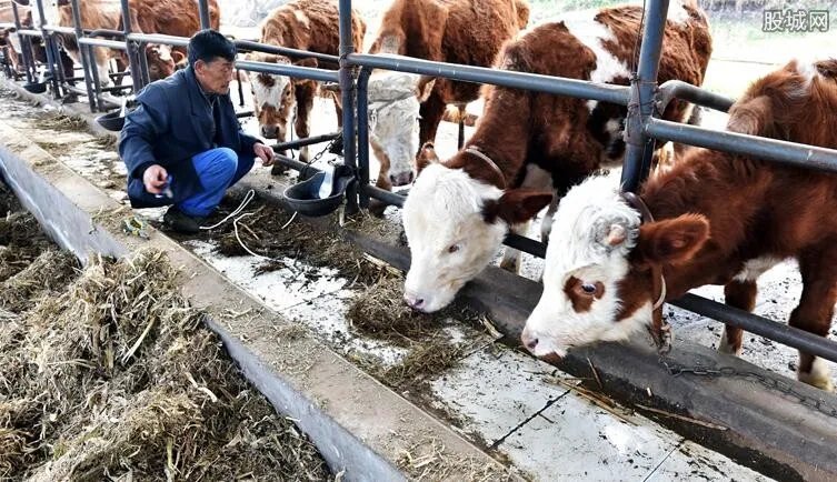 2019养殖什么最赚钱 现在农村养什么好养又挣钱