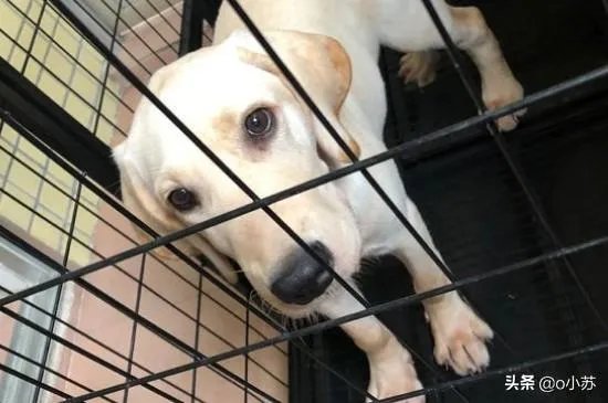 拉布拉多犬是万能犬，为什么很多人想养却不敢养？