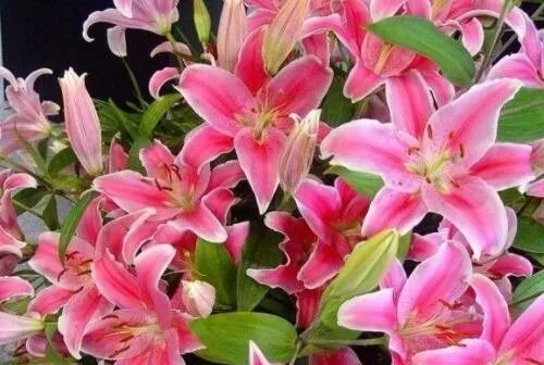 22朵玫瑰花代表什么意思 22朵玫瑰和三支百合是什么意思