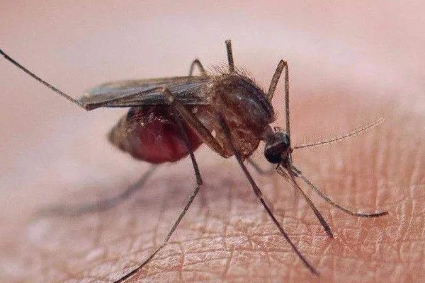 美佛罗里达将释放7.5亿转基因蚊子，为了灭蚊子有必要冒这么大的风险吗？