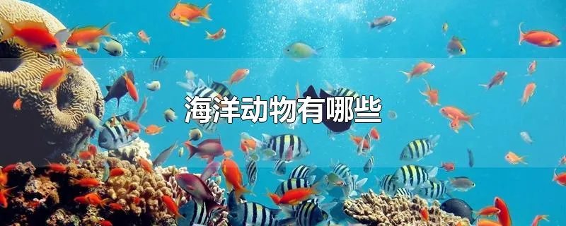 海洋动物有哪些