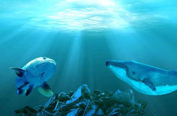 海洋污染的原因 海洋污染物的主要来源是什么