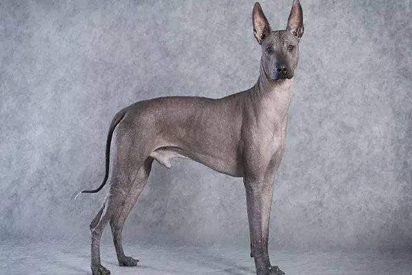 世界上十大最丑的狗 墨西哥无毛犬腿细短皮肤皱巴