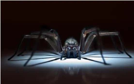 梦到黑蜘蛛是什么征兆 周公解梦梦到黑蜘蛛