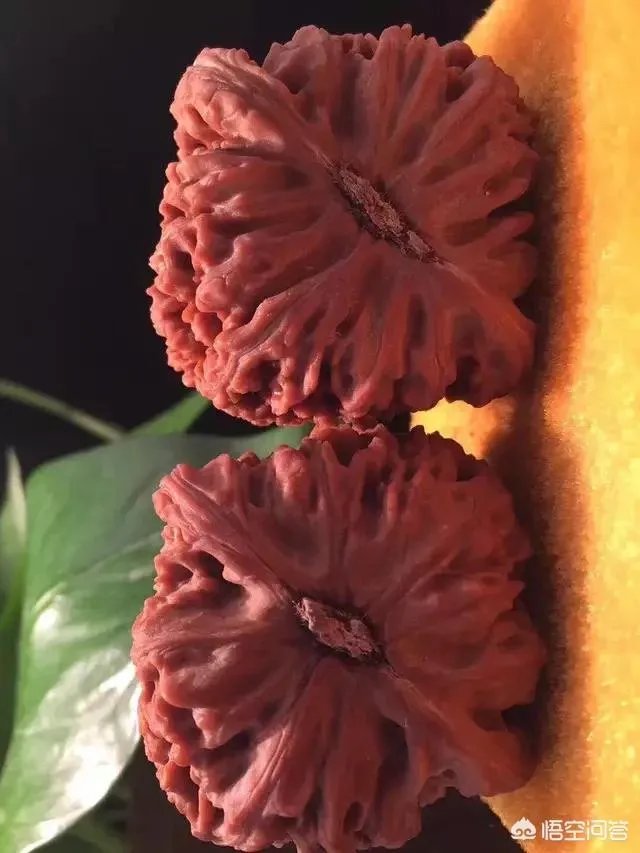 南疆石狮子头为什么那么贵，还那么受欢迎？