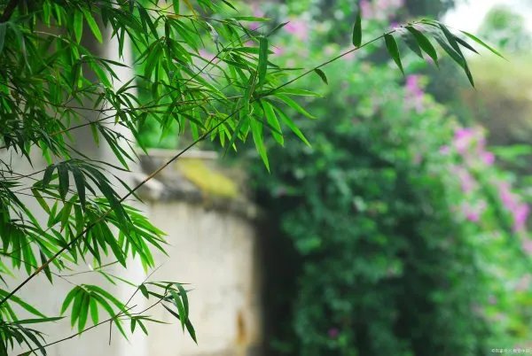 世界上长得最快的植物是什么？这种植物有什么特点？