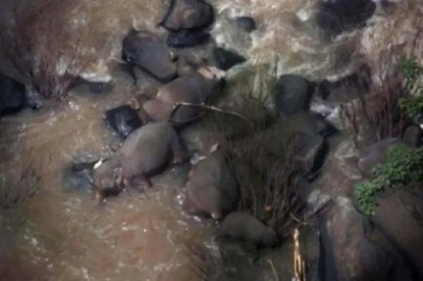 5头大象为救小象死亡，为何大象这么注重它的幼崽？