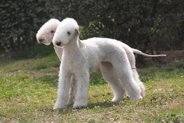 世界上十大最丑的狗 墨西哥无毛犬腿细短皮肤皱巴