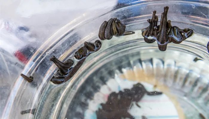 蚂蟥是什么东东