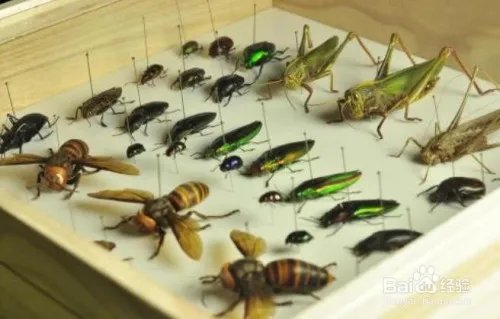 昆虫备忘录怎么写