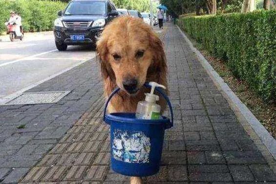 养大狗的女人是什么心态