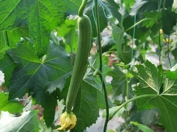 持续高温对丝瓜种植有什么影响？