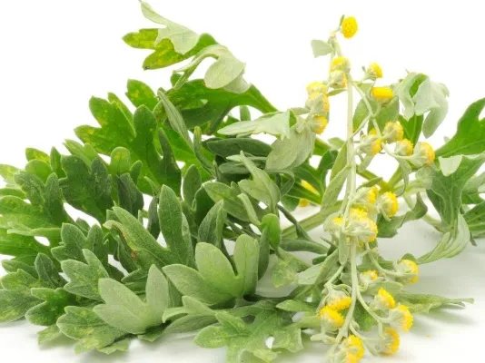 苦菜的作用有哪些