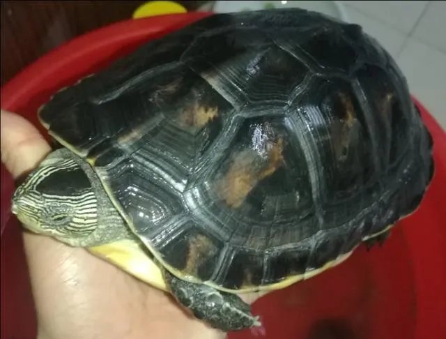 金钱龟吃什么？