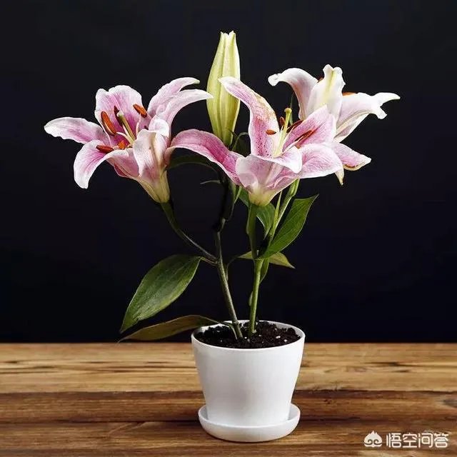 怎么种植百合花？