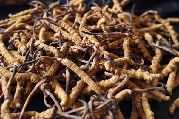 云南十大名贵药材，何首乌只能垫底，第三被称为仙草