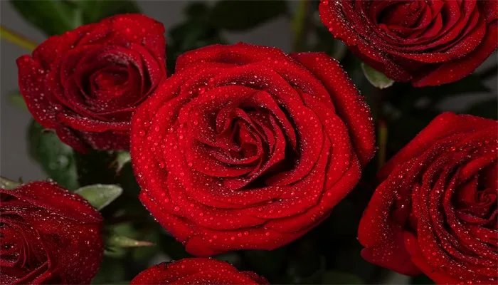 红玫瑰花语 红玫瑰的花语是什么