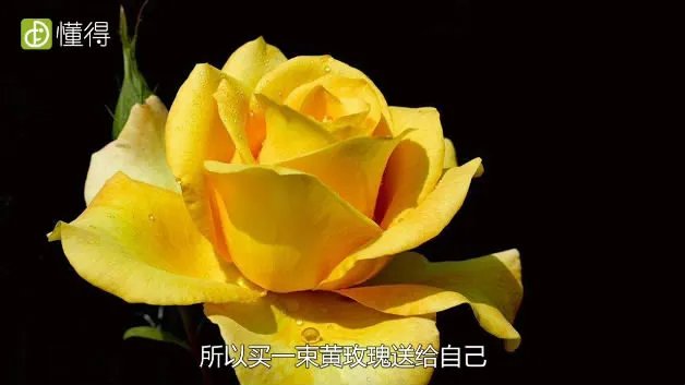 黄玫瑰代表什么意思