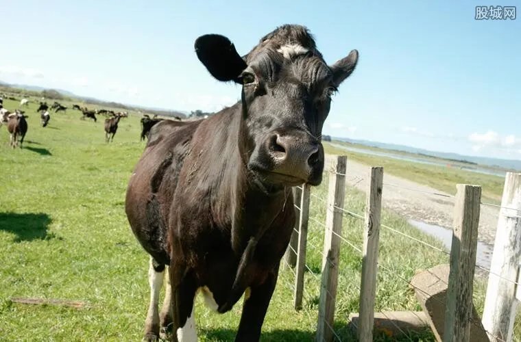 1头牛168万人民币 松阪牛为什么那么贵