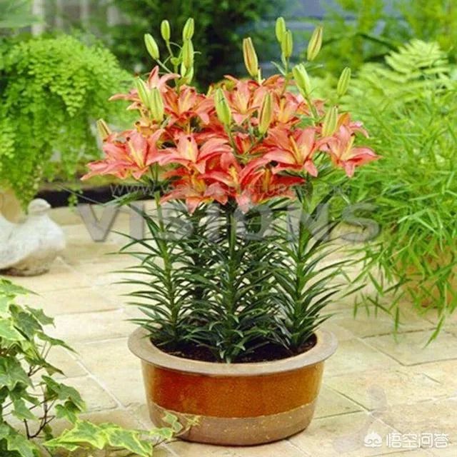 怎么种植百合花？