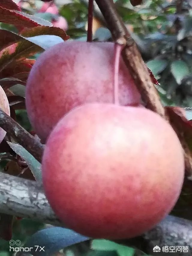 红叶李果实能吃吗？