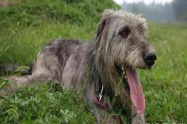 世界上十大最丑的狗 墨西哥无毛犬腿细短皮肤皱巴