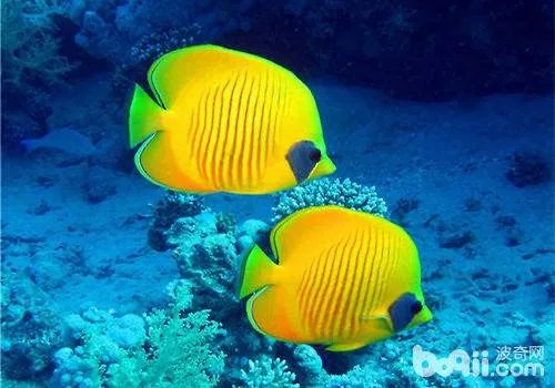 观赏鱼白点病怎么治