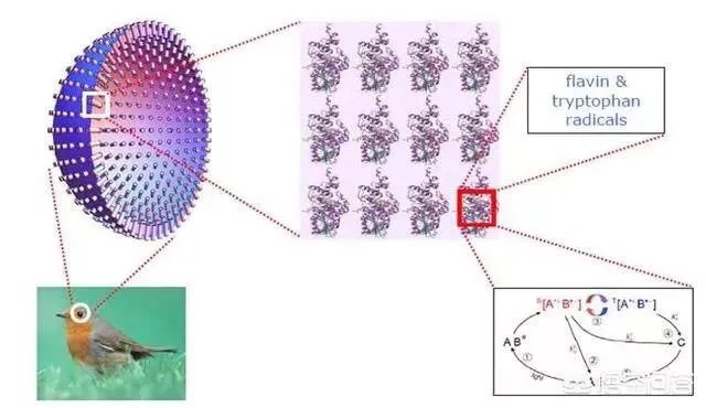 人类第六感首次被证实,你怎么看?