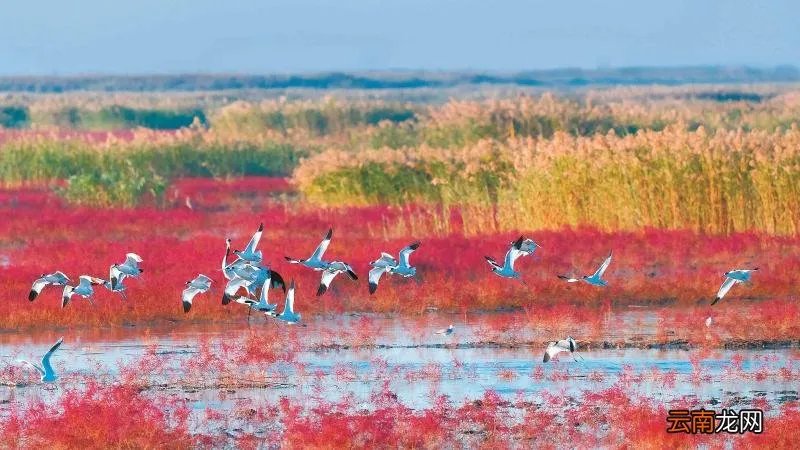 红海滩风景区简介