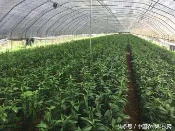 怎么种植百合花？