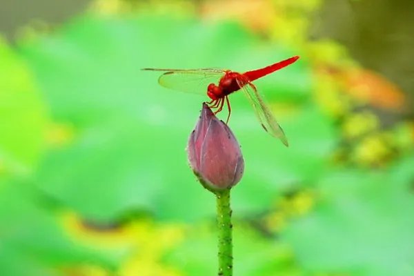 树阴照水爱晴柔的爱情柔是什么意思？