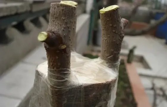 嫁接树苗的方法和技术