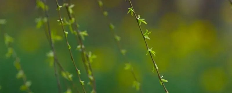 二月春风似剪刀的上一句