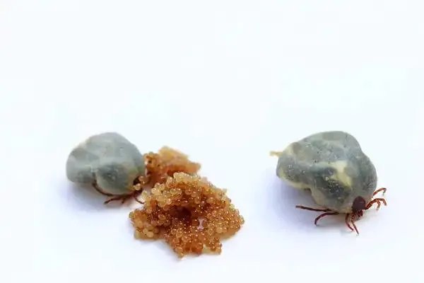 蜱虫是怎么长出来的 蜱虫的寿命