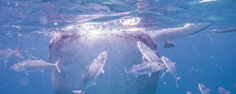 世界上最大的鱼类是什么