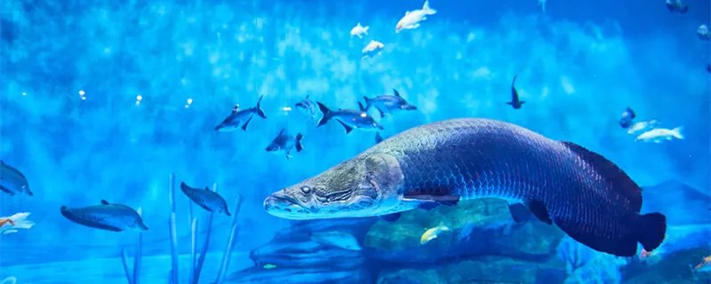 海洋污染的危害 海洋污染的危害有哪些