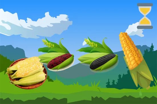 煮玉米需要多长时间