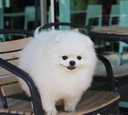 中小型狗的品种大全名字